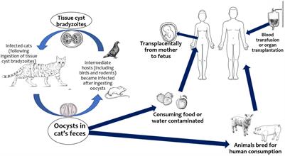 Frontiers | Congenital Toxoplasmosis: The State of the Art
